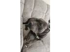 Adopt Gunner a Gray/Blue/Silver/Salt & Pepper American Pit Bull Terrier / Mixed