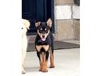 Adopt Grace Kelly a Black - with Brown, Red, Golden, Orange or Chestnut