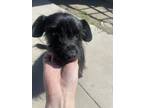 Adopt Toto a Black Terrier (Unknown Type, Small) / Mixed dog in Rialto