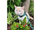 Adopt Prince Pikachu a Snowshoe / Mixed cat in Cornwall, ON (41470068)