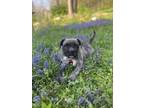 Adopt Pepa a Brindle Border Terrier / Mixed dog in Cold Spring, NY (41469661)