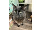 Adopt Lionel a Domestic Mediumhair / Mixed cat in Greater Napanee, ON (41468255)