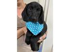 Adopt BEAU a Black Beagle / Labrador Retriever / Mixed dog in Dumont