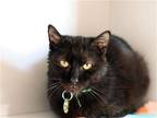 Adopt CORRINE a All Black Domestic Mediumhair / Mixed (medium coat) cat in