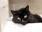 Adopt STORMY a All Black Domestic Mediumhair / Mixed (medium coat) cat in