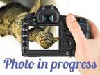 Adopt KIRA a Tortoiseshell Domestic Mediumhair / Mixed (medium coat) cat in