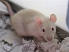 Adopt CAROL a Rat (medium coat) small animal in Denver, CO (41460863)