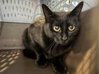 Adopt BLUSH a All Black Domestic Mediumhair / Mixed (medium coat) cat in Denver