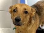 Adopt LUNA a Tan/Yellow/Fawn Australian Cattle Dog / German Shepherd Dog / Mixed