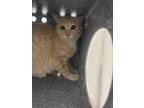 Adopt A1308776 a Domestic Mediumhair / Mixed (medium coat) cat in Denver
