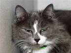 Adopt LAYLA a Gray or Blue Domestic Mediumhair / Mixed (medium coat) cat in