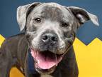 Adopt RUFUS a Gray/Blue/Silver/Salt & Pepper Pit Bull Terrier / Mixed dog in