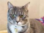 Adopt CHESTER a Gray or Blue Domestic Mediumhair / Mixed (medium coat) cat in