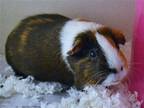 Adopt LUNA a Guinea Pig (medium coat) small animal in Denver, CO (41470033)