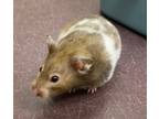 Adopt Deedee a Hamster small animal in Edmonton, AB (41470031)