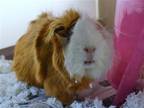 Adopt NEPTUNE a Guinea Pig (medium coat) small animal in Denver, CO (41470032)