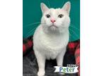 Adopt Peter a Domestic Shorthair / Mixed cat in Oak Ridge, TN (41469027)