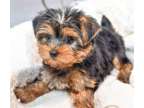 TGGR Teacup Yorkshire Terrier Puppies