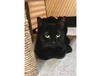 Adopt Sweet Baby Pepper a All Black Domestic Shorthair / Mixed (short coat) cat
