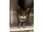 Adopt Stevie a Domestic Shorthair / Mixed cat in Knoxville, TN (41470030)