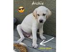 Adopt Archie a Tan/Yellow/Fawn Labrador Retriever / Golden Retriever / Mixed dog