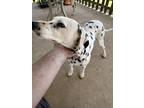 Adopt Penny a White - with Black Dalmatian / Mixed dog in Covington