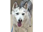 Adopt Eevee 41061 a Siberian Husky / Mixed dog in Pocatello, ID (41469979)