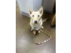 Adopt Foxy a Pembroke Welsh Corgi / Mixed dog in Albuquerque, NM (41469991)