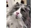 Adopt Nadia 41368 a Domestic Mediumhair / Mixed cat in Pocatello, ID (41469977)