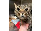 Adopt Jasper 41386 a Domestic Shorthair / Mixed cat in Pocatello, ID (41469974)