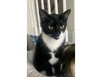 Adopt Rex a Black & White or Tuxedo American Shorthair / Mixed (short coat) cat