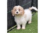Adopt Chuck a White - with Red, Golden, Orange or Chestnut Cavalier King Charles