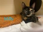 Adopt Milly a Domestic Shorthair / Mixed (short coat) cat in Portsmouth