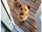 Adopt Lucy a Brown/Chocolate German Shepherd Dog / Mixed dog in Steinbach
