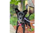 Adopt Ice a Jindo dog in LONG ISLAND CITY, NY (41388536)