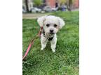 Adopt Owen a Bichon Frise dog in LONG ISLAND CITY, NY (41388535)