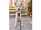 Adopt Royal a Jindo dog in LONG ISLAND CITY, NY (41330851)