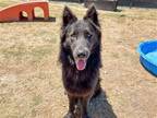 Adopt BANDIT a Black German Shepherd Dog / Mixed dog in Tustin, CA (41411279)