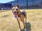 Adopt BABY GIRL a German Shepherd Dog / Mixed dog in Tustin, CA (41432994)