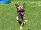 Adopt DUDLEY a Black German Shepherd Dog / Mixed dog in Tustin, CA (41401486)