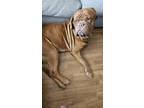 Adopt Moose a Tan/Yellow/Fawn - with White Dogue de Bordeaux / Mixed dog in San