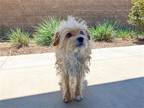 Adopt MAX a Cairn Terrier / Mixed dog in Tustin, CA (41447822)