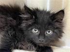 Adopt MIDNIGHT a All Black Domestic Mediumhair / Mixed (medium coat) cat in