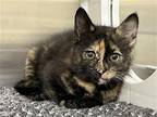 Adopt GRETA a Tortoiseshell Domestic Mediumhair / Mixed (medium coat) cat in