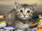Adopt AUTUMN a Domestic Mediumhair / Mixed (medium coat) cat in Tustin