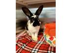 Adopt Buggs a Other/Unknown / Mixed rabbit in Richmond, VA (41469973)