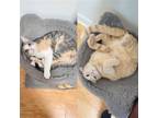 Adopt Ms. Endive & Pillsbury a Calico or Dilute Calico Domestic Shorthair /