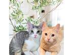 Adopt Ms. Endive & Pillsbury a Calico or Dilute Calico Domestic Shorthair /
