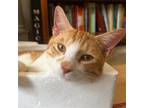 Adopt Goose a Orange or Red (Mostly) Domestic Shorthair / Mixed cat in Brooklyn