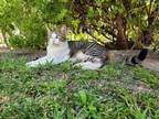 Adopt Pablo a Gray, Blue or Silver Tabby Domestic Shorthair cat in South